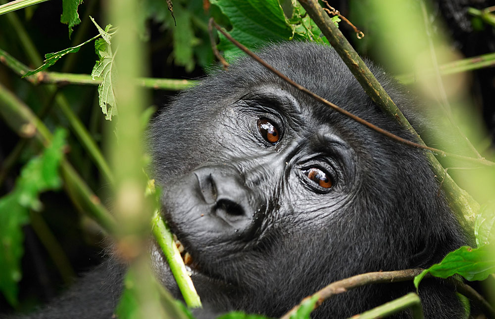 The Best Places To Spot Or See Silverback Gorillas In Africa In 2023-2024