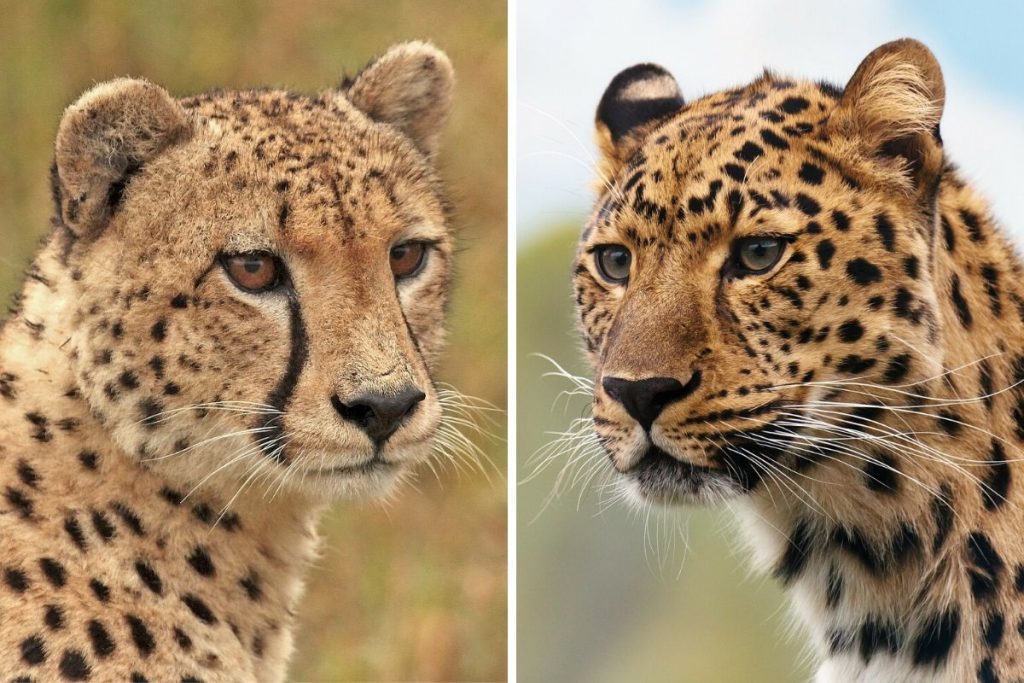 Cheetahs are coming back: A guide on how not to confuse them with