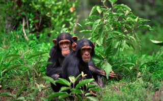 3 Days Rwanda Chimpanzee Trekking Tour