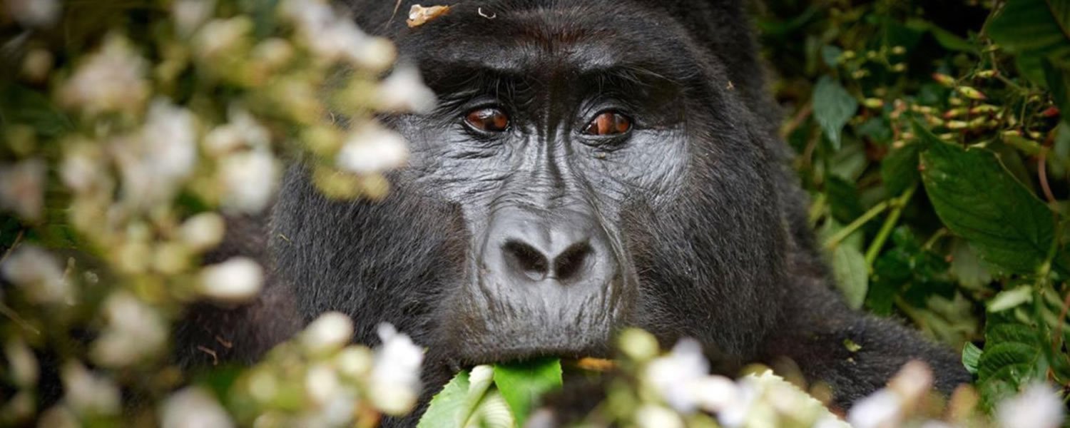 Tailor Made Trips to Congo