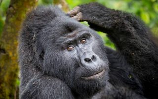 Cost of Gorilla Trekking in Uganda