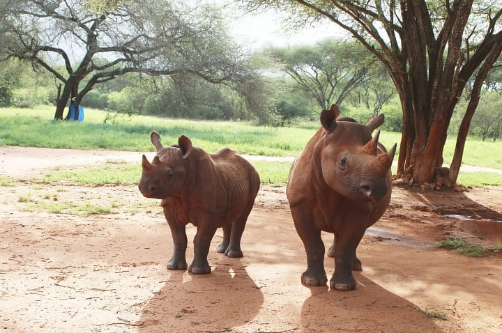 Things to do in Mkomazi national park