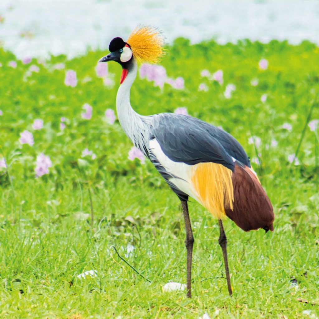 Crested Crane Inspire African Safaris