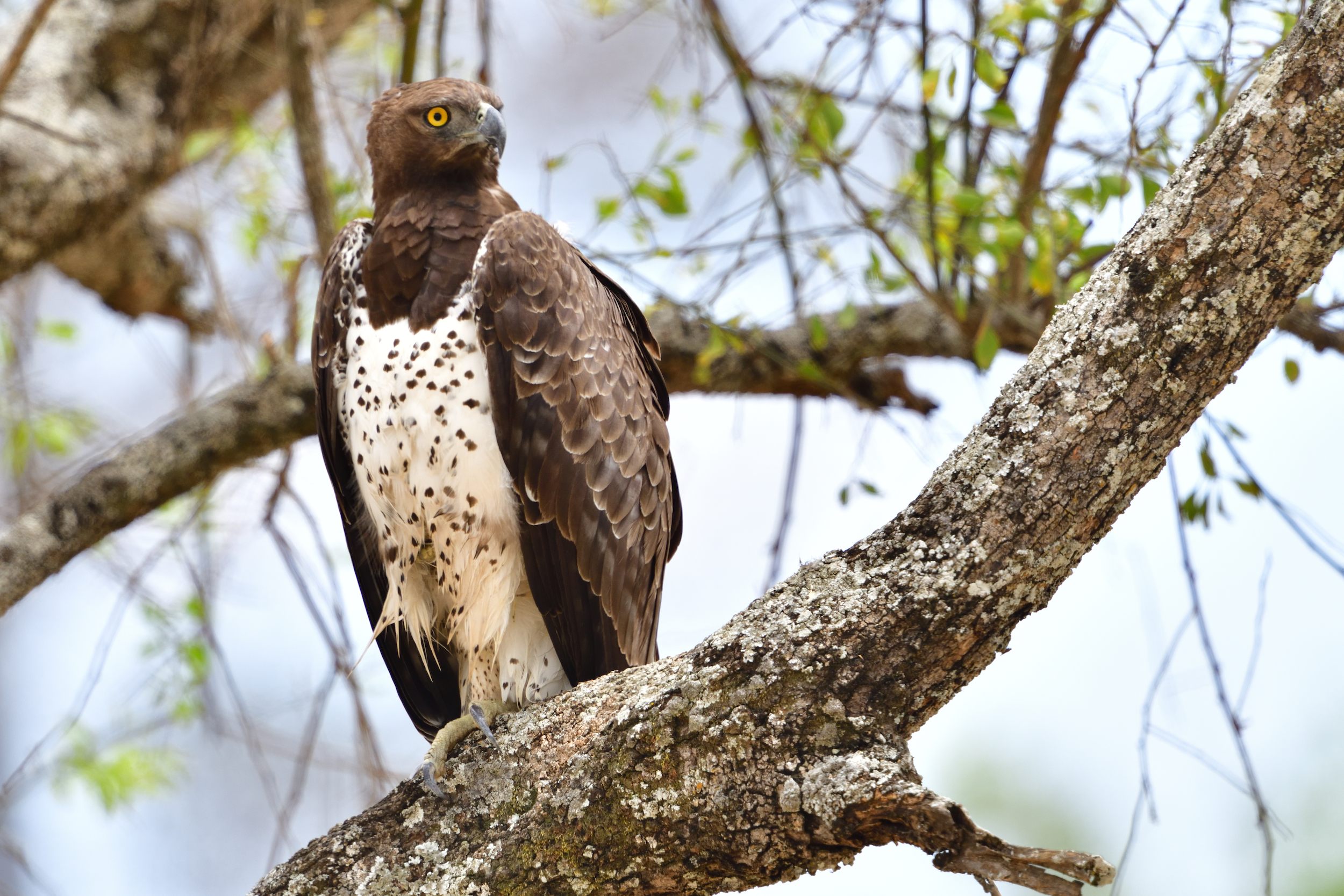 Things to do in Mkomazi national park