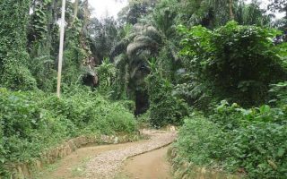 Entebbe Botanical Gardens
