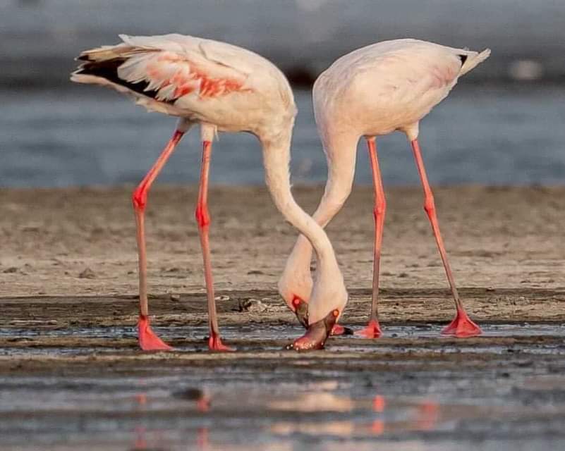 How to get Lake Manyara National Park