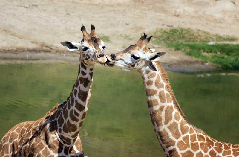 Meet the Tanzanian Giraffes