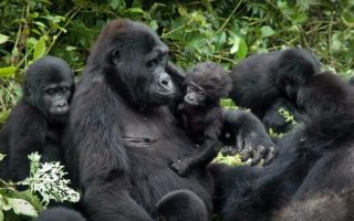 Facts about Mountain Gorillas