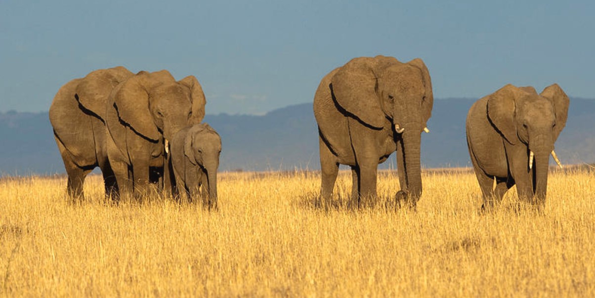 Mwea National Reserve