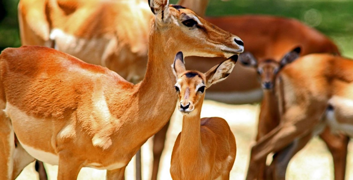 Kisumu Impala Sanctuary