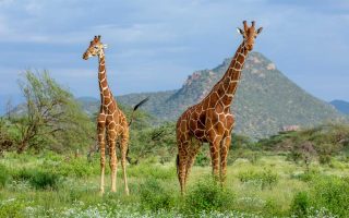 Best time to visit Mkomazi National Park