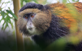 Golden Monkey Trekking in Uganda