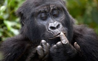 Rwanda Gorilla Permit