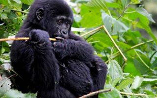 Comparing gorilla trekking experiences in Uganda, Rwanda, and Congo