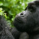 59 Days Uganda, Rwanda, Kenya, Tanzania and Zanzibar Safari Holiday