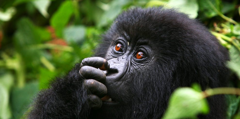 Facts about Mountain Gorillas