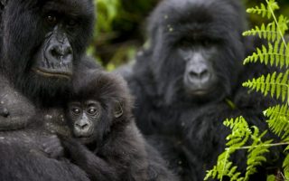 Gorilla Trekking Rules & Regulations