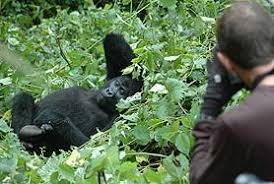 Gorilla trekking in Bwindi