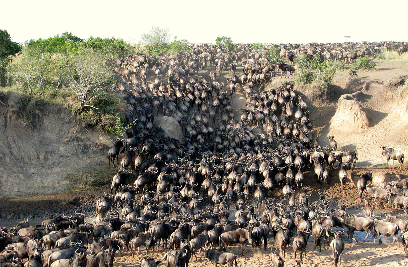 7 Days Masai Mara, Lake Victoria, Serengeti and Ngorongoro Crater Safari