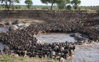 Why Should you Visit East Africa?