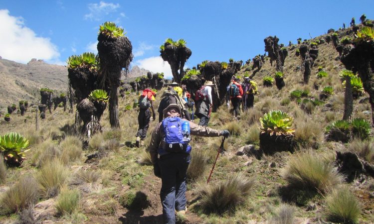 Visitors hiking the Kilimanjaro Mountain