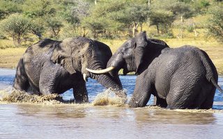 How many days to spend on a Tanzania safari