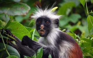 Complete guide to visiting Jozani Chwaka Bay National Park