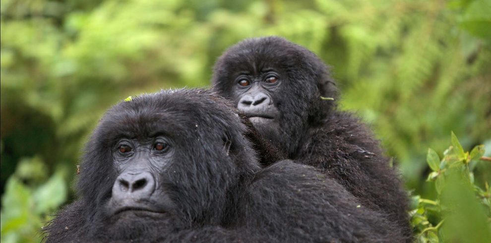 Tips for Gorilla Tracking in Uganda