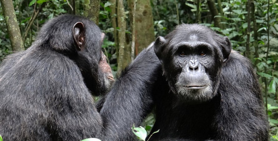 Tourist attractions in Murchison Falls National Park