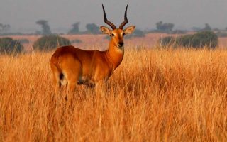 Katonga Wildlife Reserve
