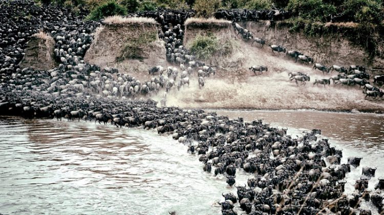 Beach or wildlife Safari Holiday?