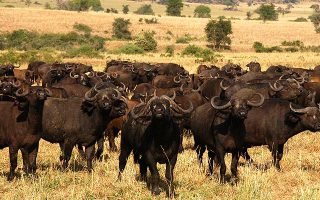 5 best top safari destinations to visit in Uganda in 2025