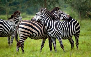 Lake Mburo National Park