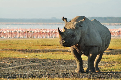 What are the wildlife species found in Lake Nakuru National Park?