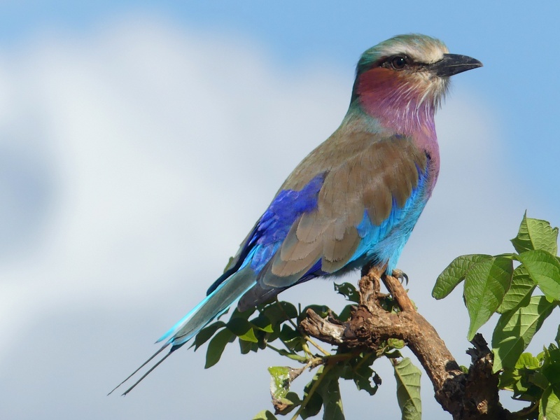 Is December A Good Time To Go To Tanzania?