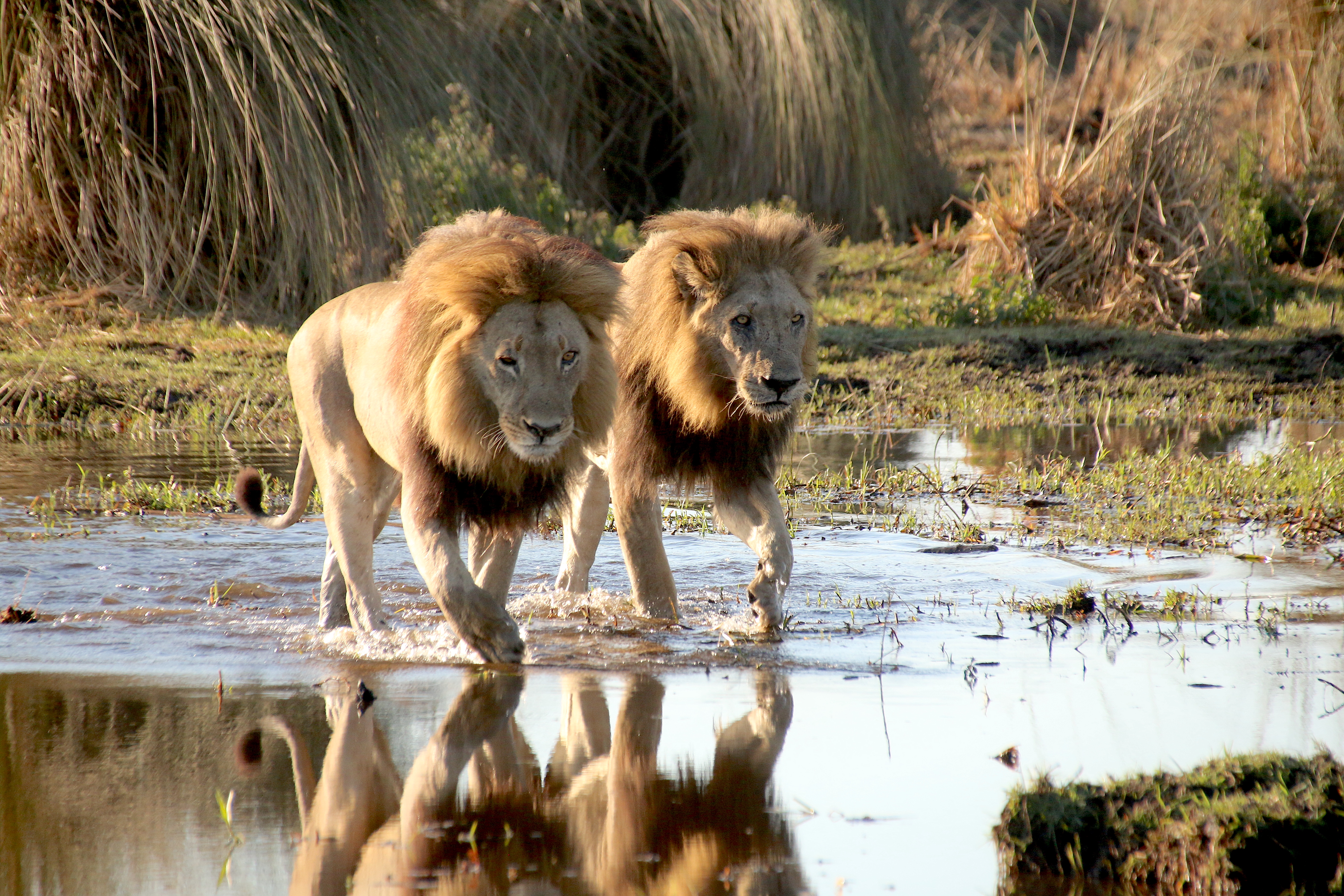 Top 10 Best African National Parks To See Lions On Your African Safari