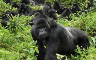 List of Gorilla Families, Groups in Uganda
