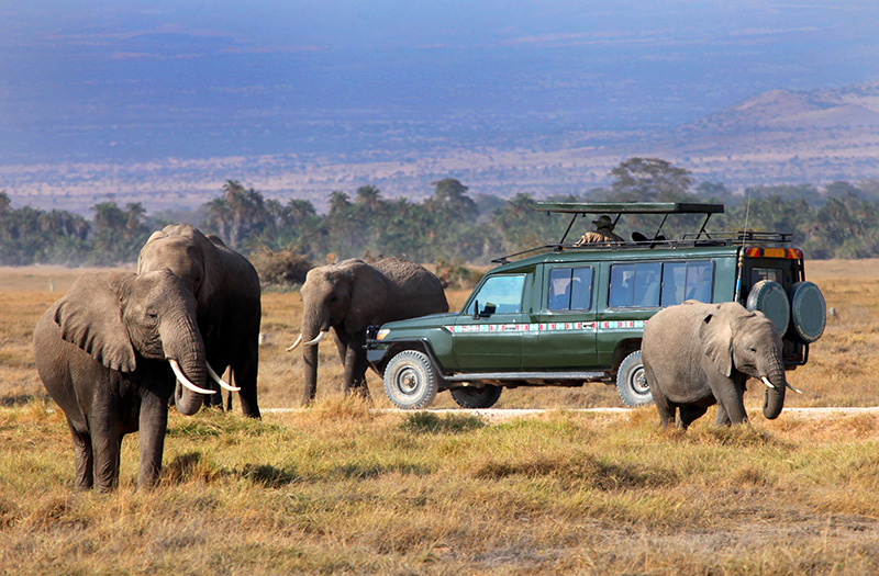 High Season Tanzania Safaris Tours