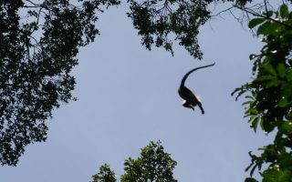 Mabira Forest
