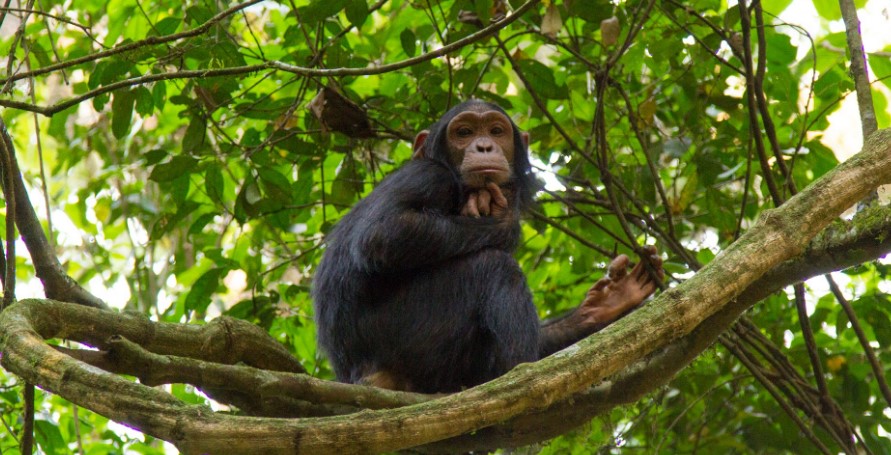 Mahale Mountains National Park