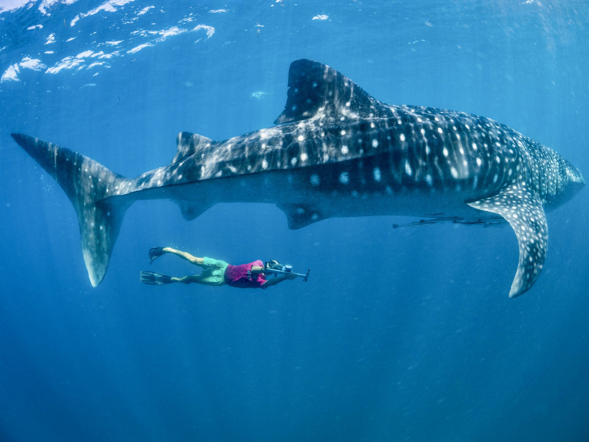 Exploring Mafia Island Marine Park