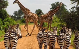 The Unique Ecosystems of Mikumi National Park