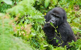Minimum Age for Gorilla Tracking