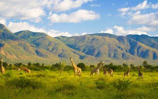Attractions found in Mkomazi National Park