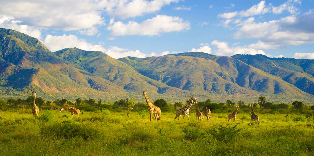 Travelling Through The 22 National Parks in Tanzania