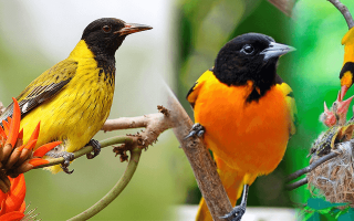 Bwindi National Park Bird Checklist
