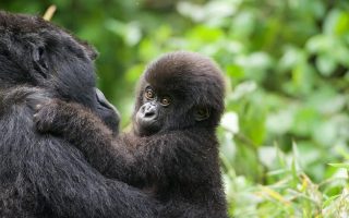 7 Days Masai Mara & Rwanda Gorillas