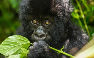 Best Time to See Gorillas in Uganda