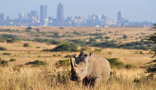 How to get to Nairobi National Park