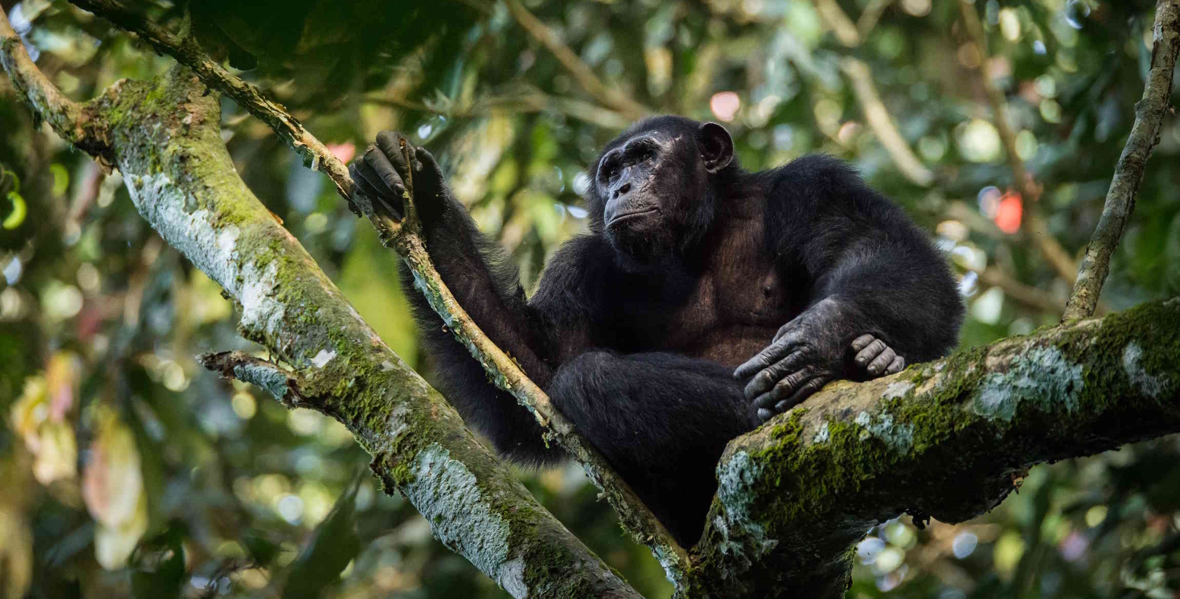 Nouabale Ndoki National Park
